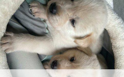 拉布拉多基本训练技巧全解析