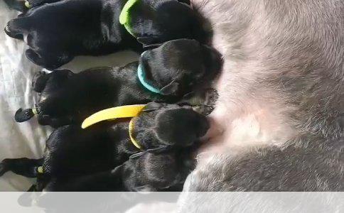 八哥冬季洗澡：热水之需与温度考量