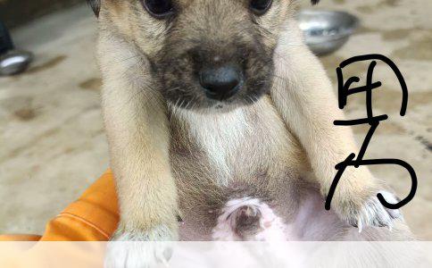 训练三个月狗狗大小便的方法