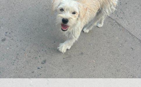 腊肠狗室内便便难题破解：科学训练法与实用技巧