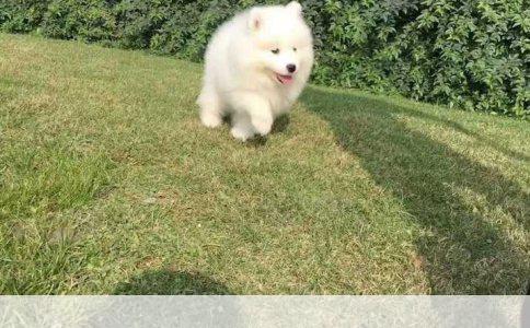 掌握“定点训练”秘诀：让你的狗狗轻松养成良好习惯