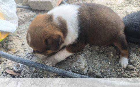 晚上不刷牙的危害