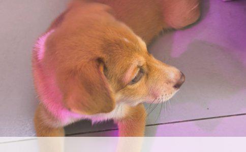 养狗经验分享：急求指导，感谢同行！