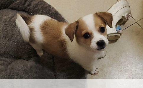 中国宠物疫苗概览：守护爱宠健康的“隐形盾牌”