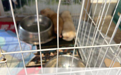 猫多大打狂犬疫苗的必要性及最佳时间