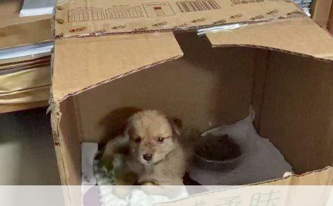 如何训练狗狗在固定地点大小便