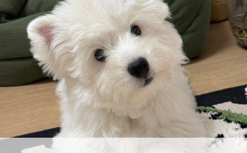 三个月大边牧如厕训练指南