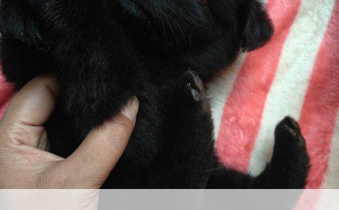 哈尔滨猫咪绝育手术全解析