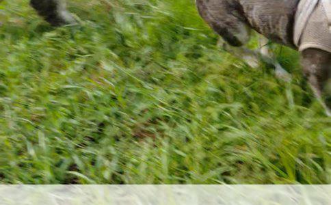 养狗注意事项文案