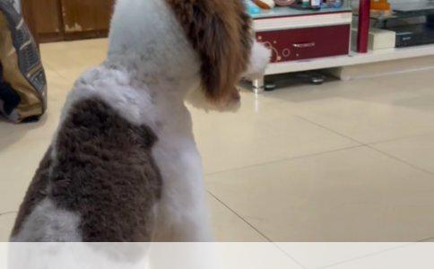 金毛犬每日遛行指南：科学遛狗的频率与方式