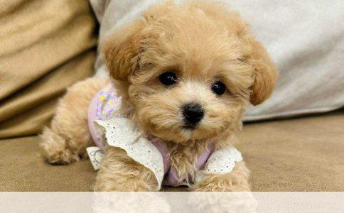 狗的三联疫苗与狂犬疫苗：区别与重要性解析
