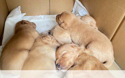 金毛犬训练指南