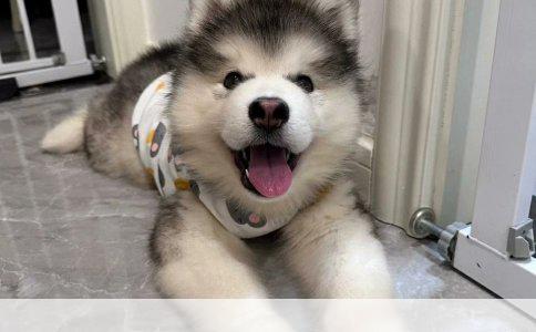 贵宾犬洗澡指南：从准备到步骤的全面解析