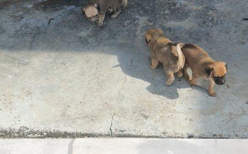 柯基犬大小便训练指南