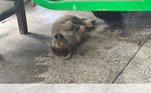 吉林宠物医院狂犬疫苗接种指南