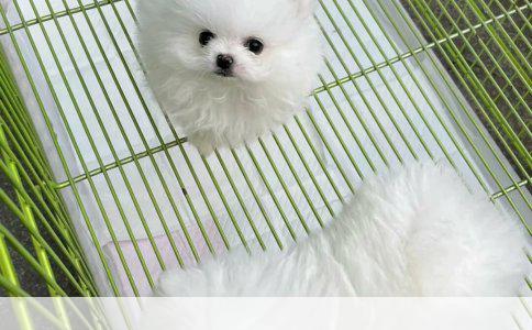 一岁四个月宝宝驱虫药使用指南：安全与必要性考量