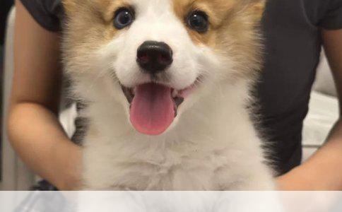 金毛犬训练全攻略：从基础到进阶的实战指南