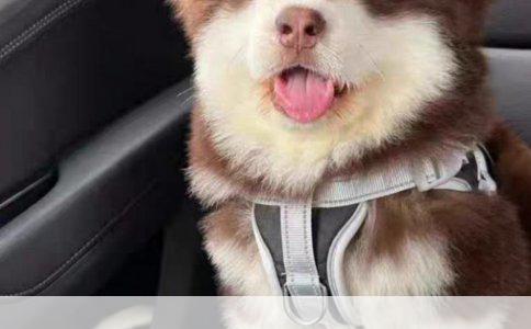 夜间遗漏：如何有效解决因长期晚上不刷牙导致的牙黄问题