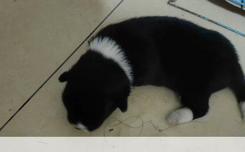 松狮犬训练指南：如何应对松狮不听话