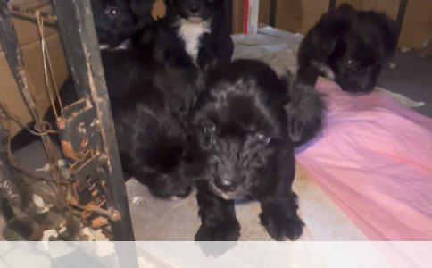 狗狗咬人行为纠正训练方法