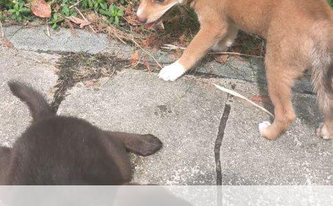 解析狗狗品种：揭秘犬类世界