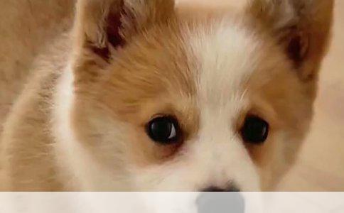 十年前的狗咬伤记忆