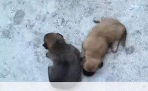 养狗须知：全面解析养狗必备知识与行动