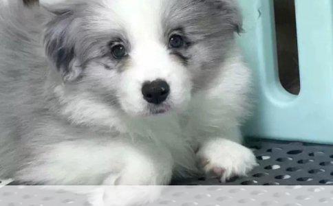 小狗疫苗接种与洗澡时间的科学安排