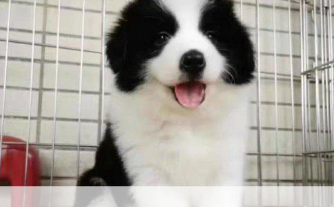 快速训练狗狗捡球技巧全解析