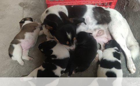 如何正确训练狗咬狗