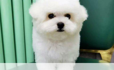 被健康狗咬伤需打狂犬疫苗吗？