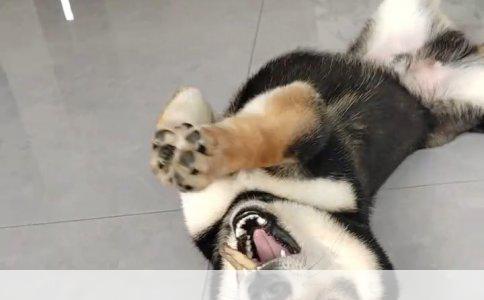 可卡犬如厕训练全攻略