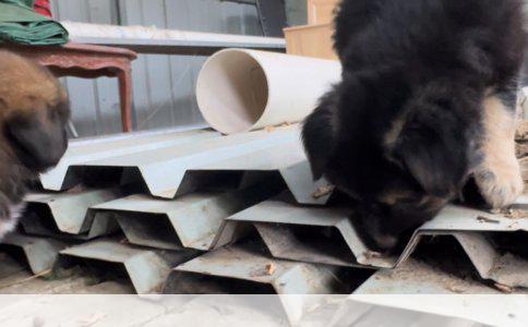 探秘犬界新宠：法斗犬的独特魅力与养护全解