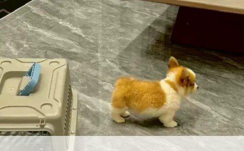 新居狗狗健康管理：驱虫与疫苗接种时间表