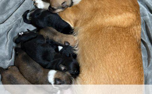 公狗绝育后仍迷恋母狗的原因解析