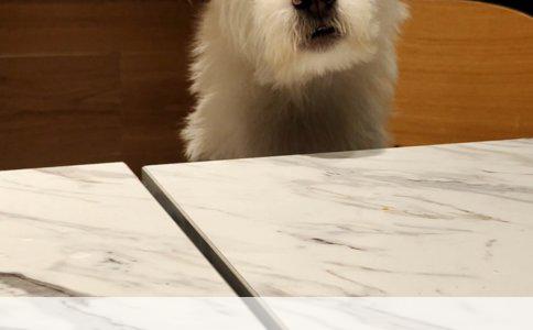 德牧疫苗后反应：打狂犬疫苗不吃饭拉稀的应对策略