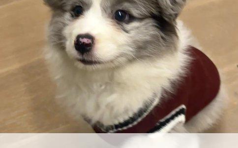 拉布拉多如何训练上厕所与定点大小便技巧详解