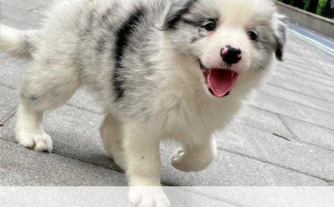 养狗前须知：从选狗到初为犬主的一站式指南