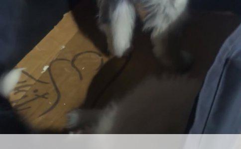 公狗绝育后母狗怀孕问题探讨