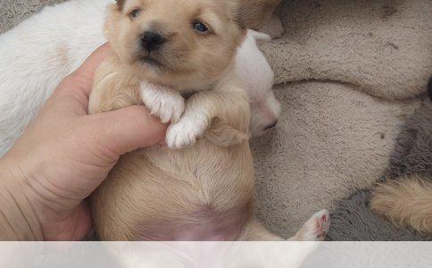 小孩过敏体质家中养狗须知