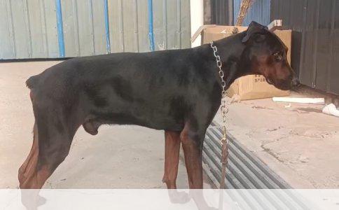 夏天养狗全攻略