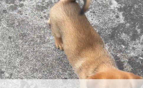 小孩未被狗咬是否可以接种狂犬疫苗