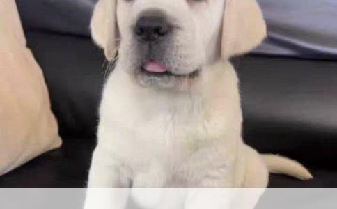 如何让狗听名字即找到主人：训练指南