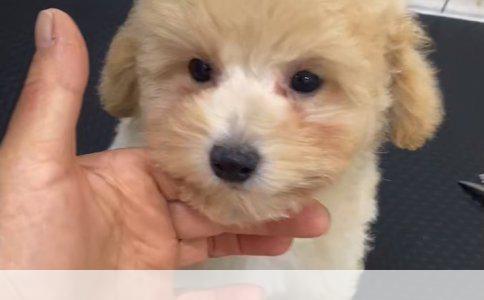 狗狗预防疾病：科学选择疫苗接种方案