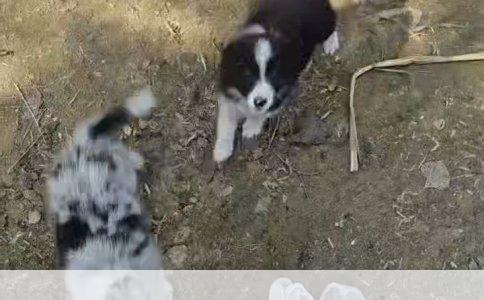 哈尔滨寄养狗狗，关爱宠物新选择