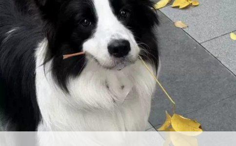 如何有效纠正狗狗护食的坏习惯