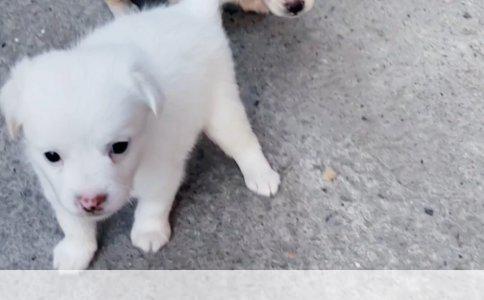 被狗咬后接种狂犬疫苗：是否还需进行雪检测？